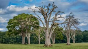 Tree Diseases and Their Impact on Forest Health