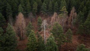 Tree Diseases and Their Impact on Forest Health