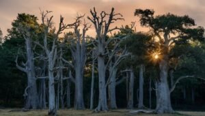 Tree Diseases and Their Impact on Forest Health