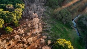 Tree Diseases and Their Impact on Forest Health